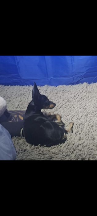 Той терьер мальчик