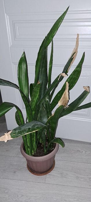 Реально большие цветы