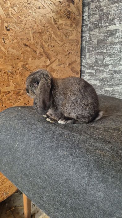 Pereche Berbec German