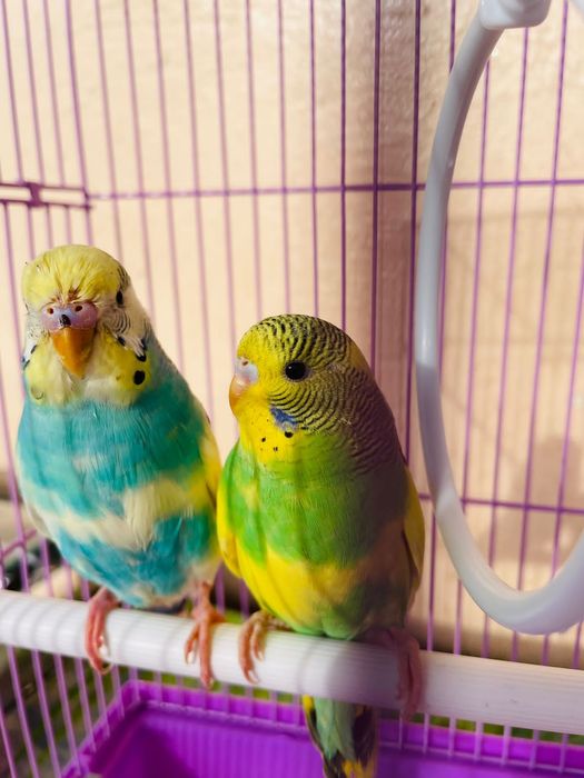 Попугай валнистый