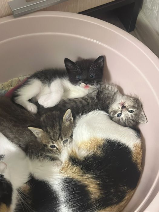 Отдам котят в добрые руки