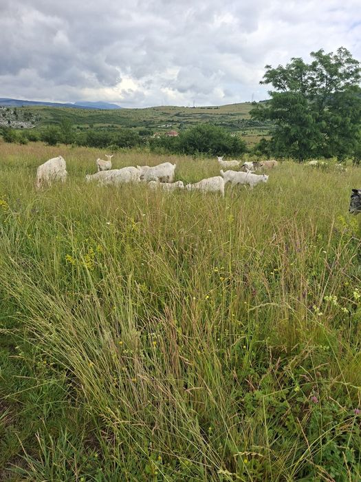 Vand iezii si iedute 20 lei pe kilogram