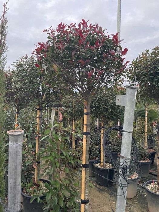 Camelia Japonica,cedru, leylandi