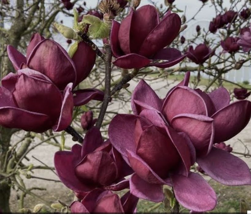 Магнолия карликовая джени