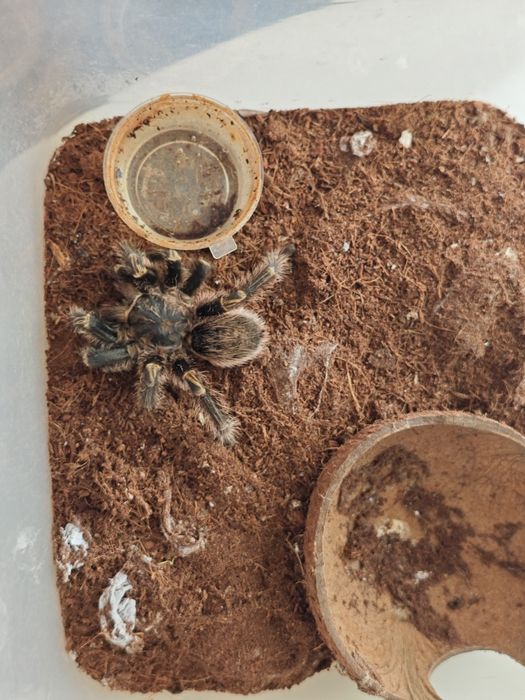 Продам паука + ферма тараканов