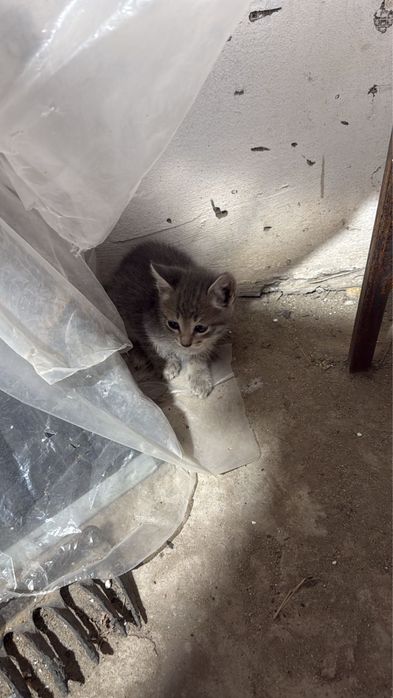 Отдам котят мальчиков в добрые руки
