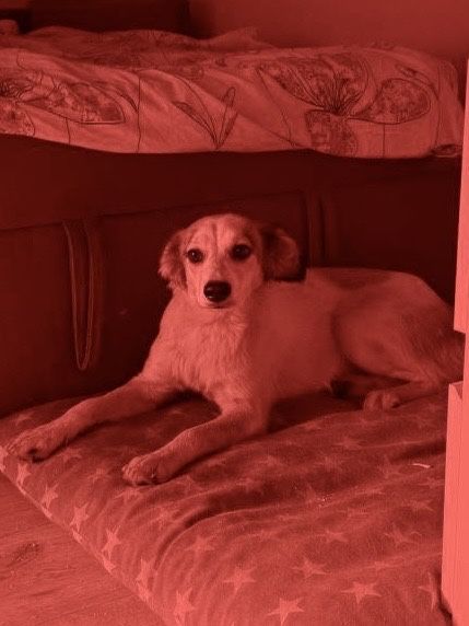 Ищет дом — самая верная и добрая душа!