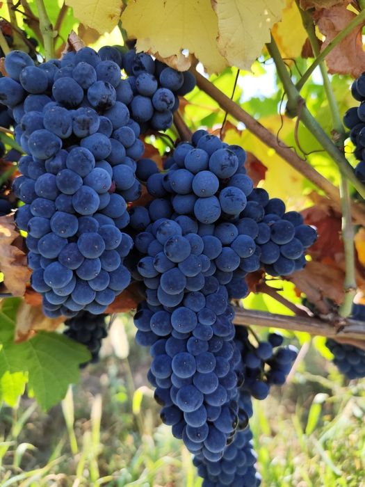 Vand struguri pinot noir , merlot , feteasca neagra