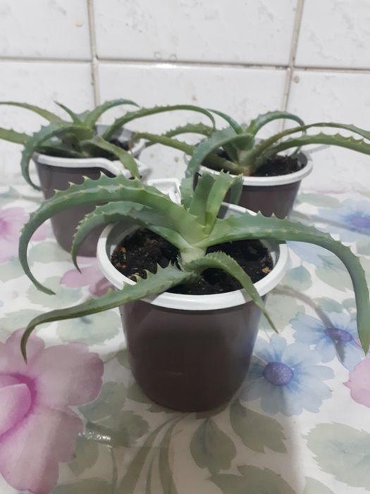 Алоэ лекарственный