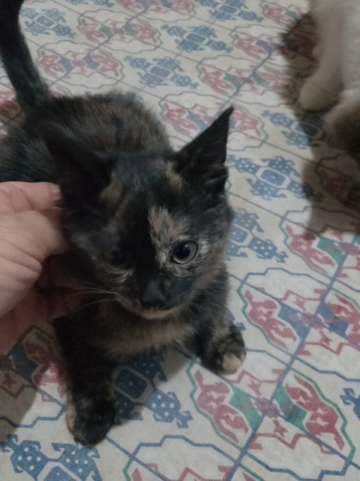 Кошка ,девочка отдам