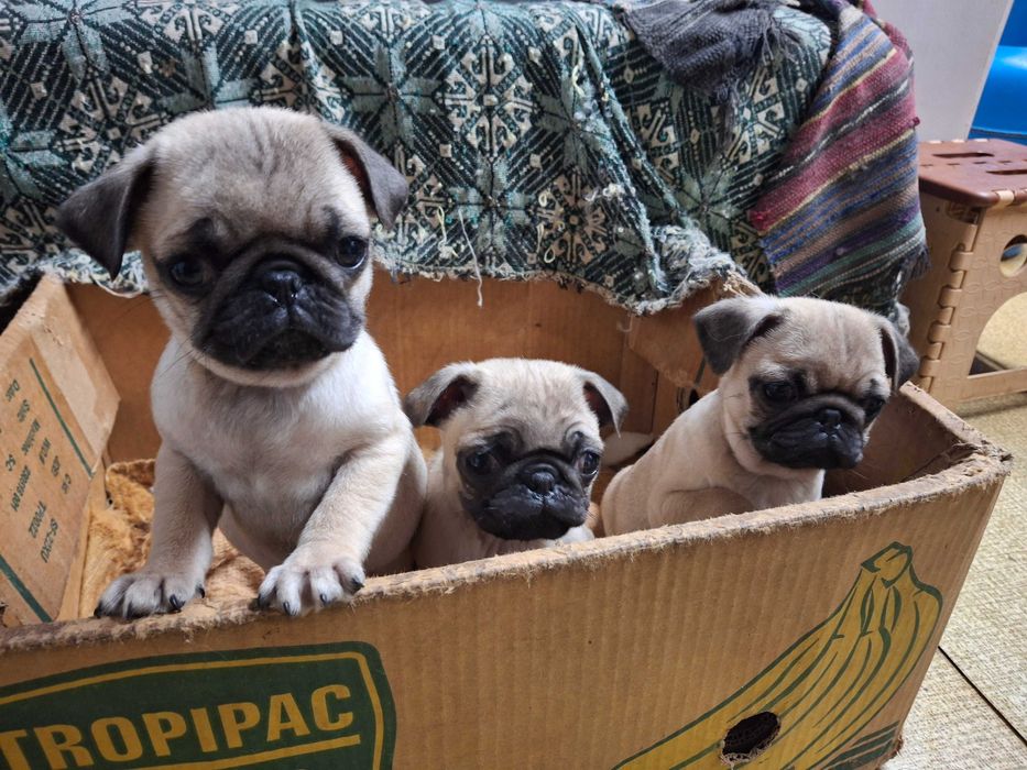 Мопс продавам малки