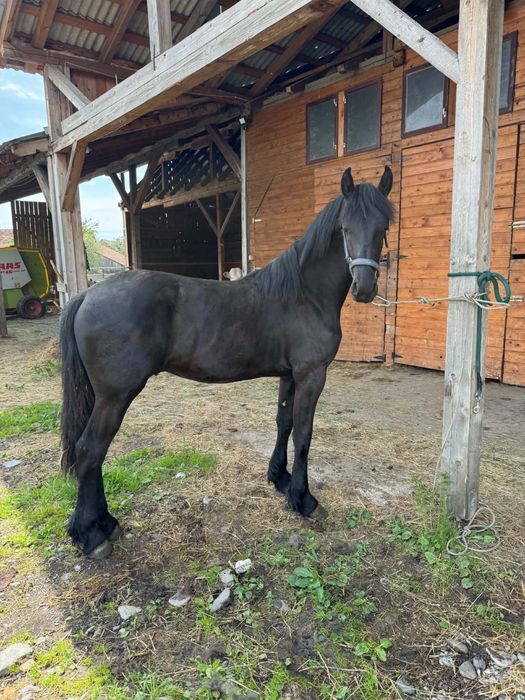 Manz frizian(frisian,friesian) 1 an si 2 luni