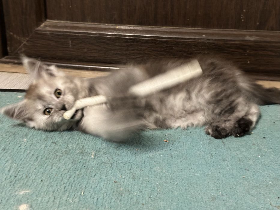 Pui maine coon cu pedigree 3 luni