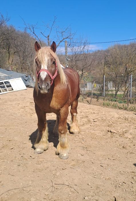 Armăsarii Ardenezii pentru reproductie