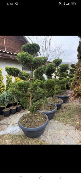 Plante ornamente