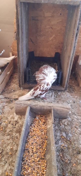 Porumbei zburatori,jucatori,misirli si maria stuard.