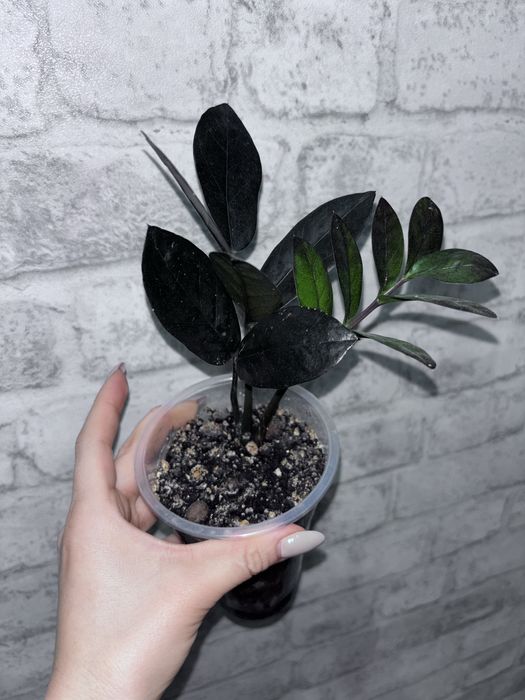 Спатифилум Равен Долларовое дерево