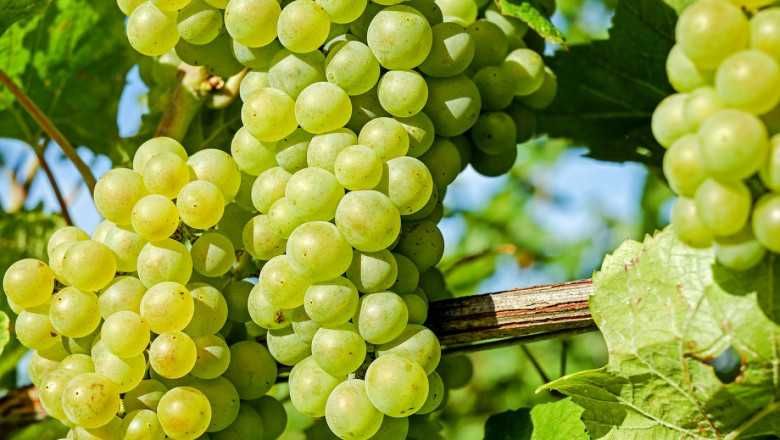 Продавам грозде за вино