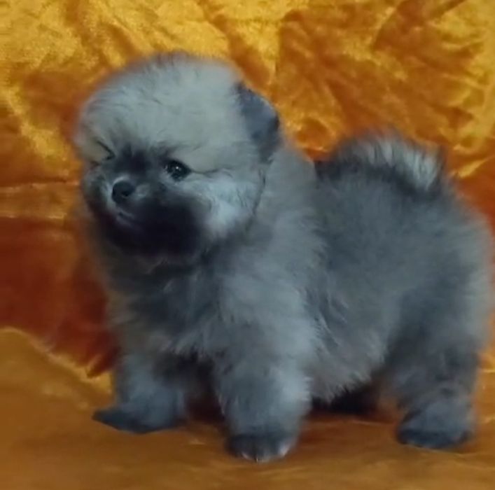 Щенки шпица мини