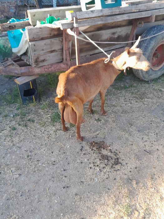 Vând 3 capre si doua iedute