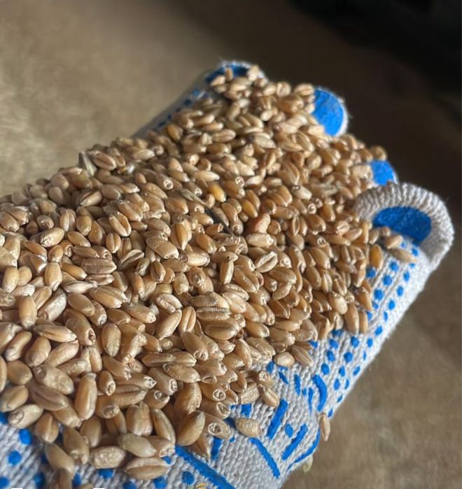 Продам Пшеница с элеватора. 35 тонн. 4 класс