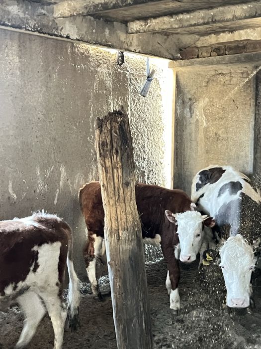 Продам корову/Сиыр сатамын