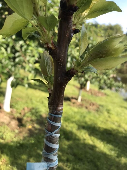 Portaltoi sau decor , scorus de padure , cires salbatic, mar , par