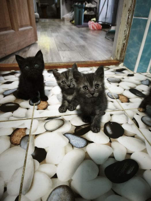 Отдам котят в добрые руки