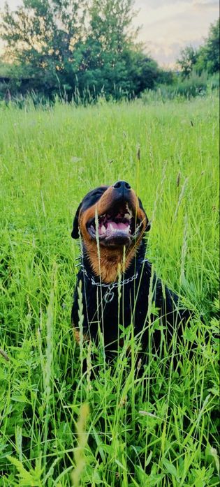 кобель ищет невесту