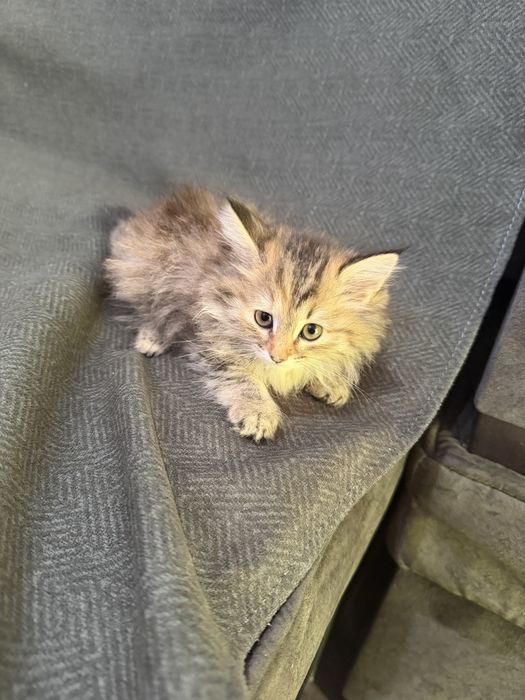 Котята Mushukcha sotiladi ko’rim yidi parodali