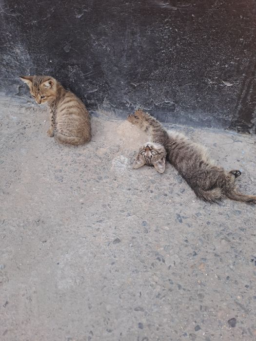 Котята милые, шустрые, игривые