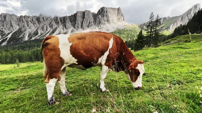 Продается Молоко, Сүт