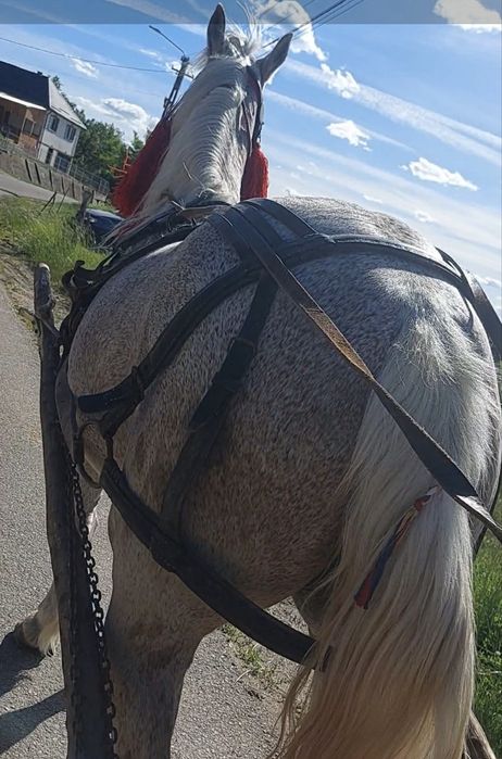 Vand iapa de 7 ani garantat la orce proba