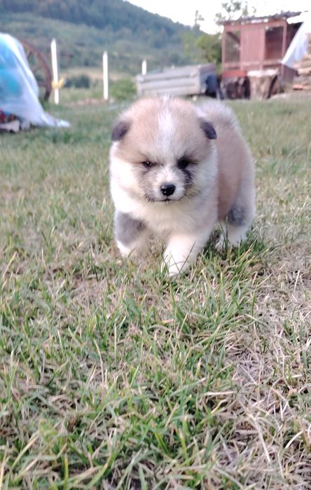Disponibila femela Akita Inu cu pedigree