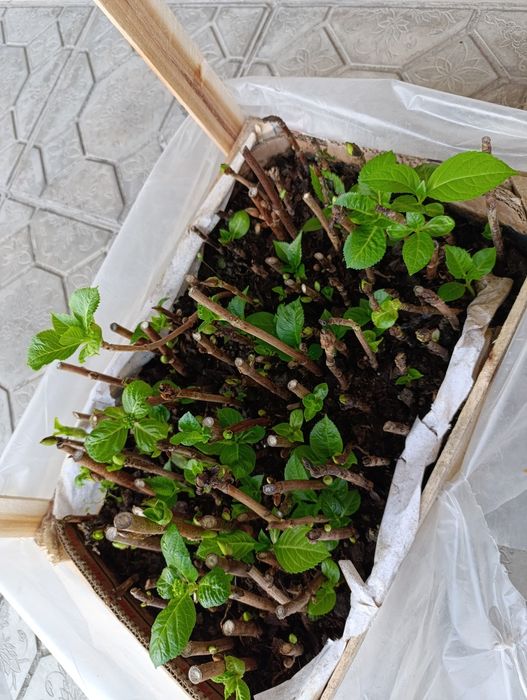 Крупнолистная Гортензия