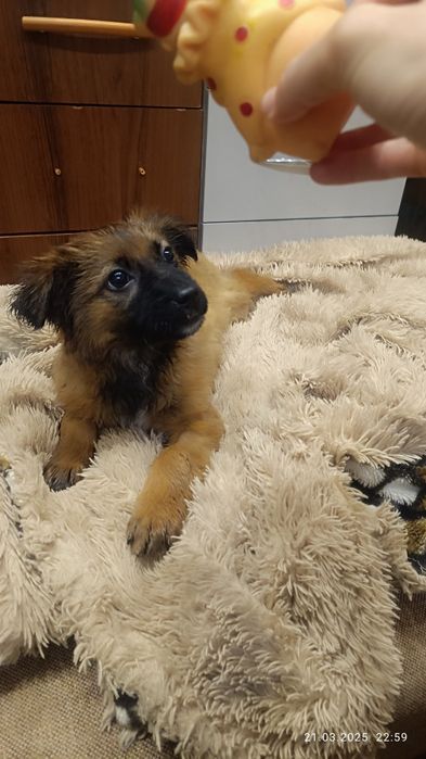 Отдам в добрые руки