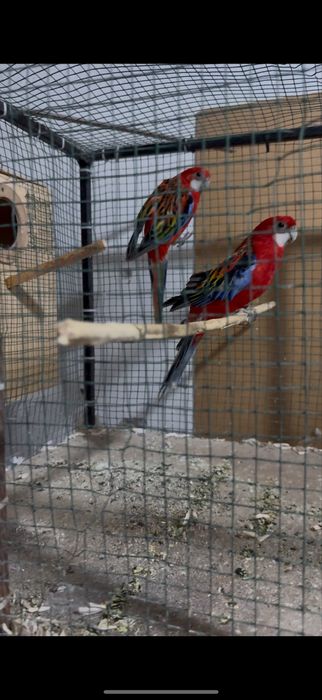 Razello sotiladi 1 juft