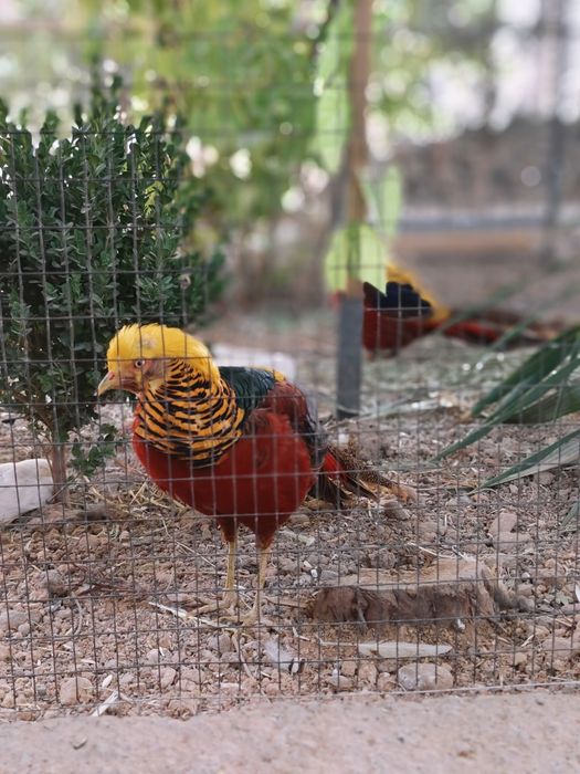 Zalatoy fazan tilarang fazan qirgʻovul