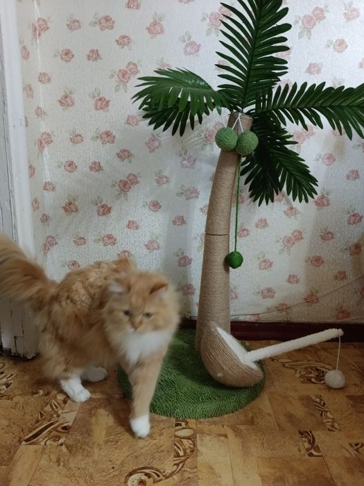 Когеточка игровой комплекс для кошек