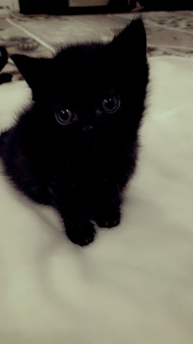 МАНЧКИНЫ  котики короткие лапы