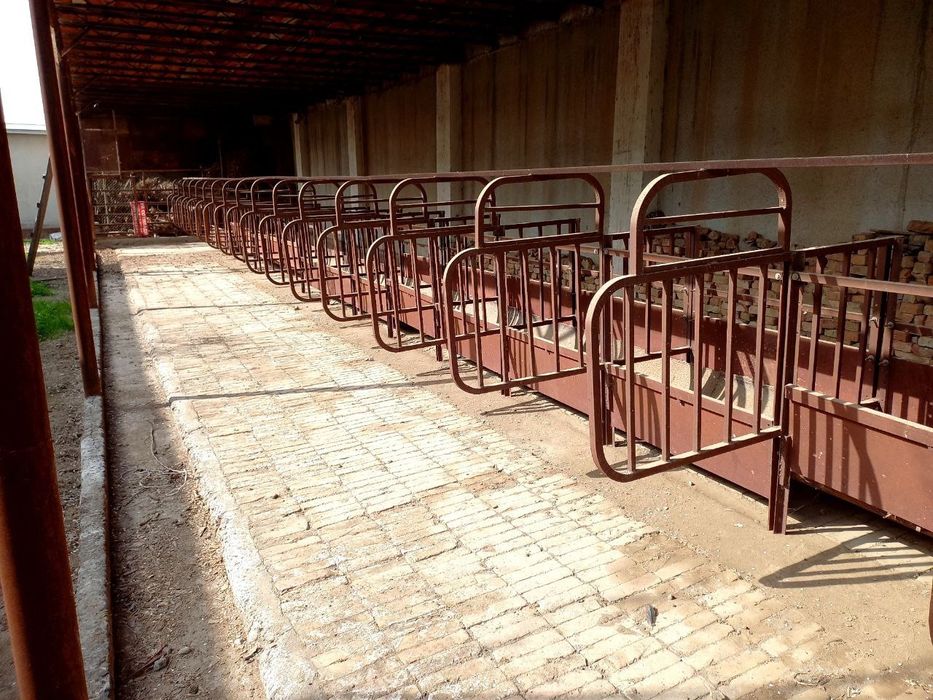 Охурлар бор мол ва қўйга