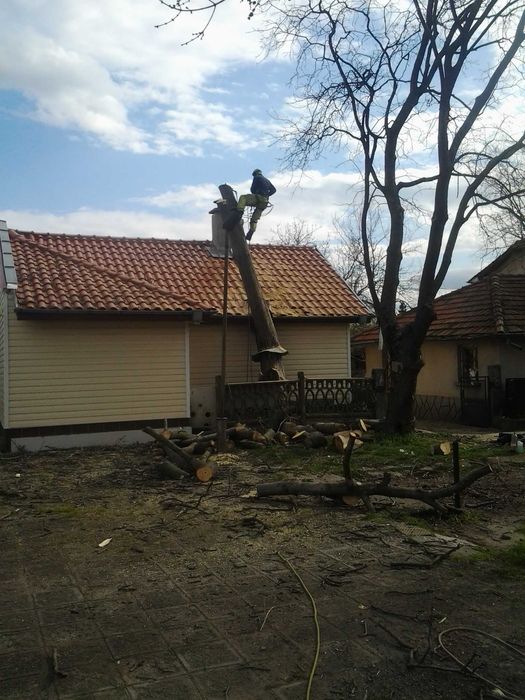 Рязане на опасни дървета