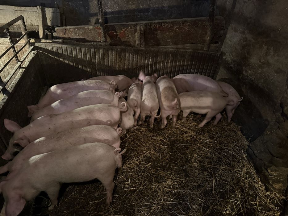 Прасета от 20-26 до 27 кг