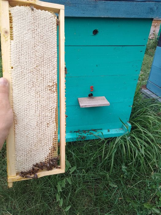 Мёд в сотах натуральный