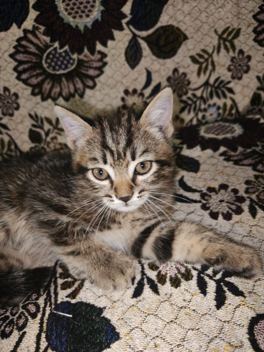 Отдам котят в хорошие руки
