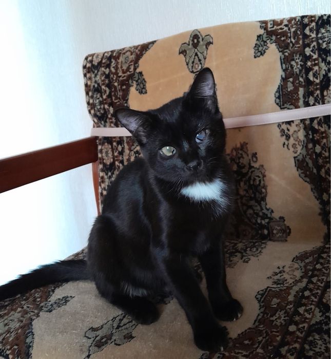 Отдам милых котеек