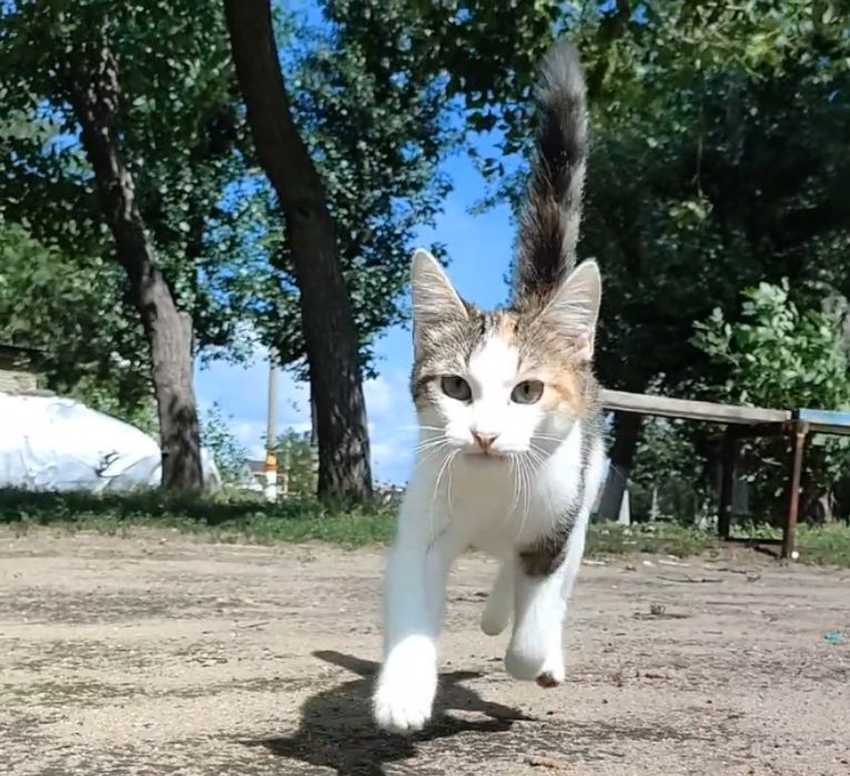 Кошка, котенок, стерилизована