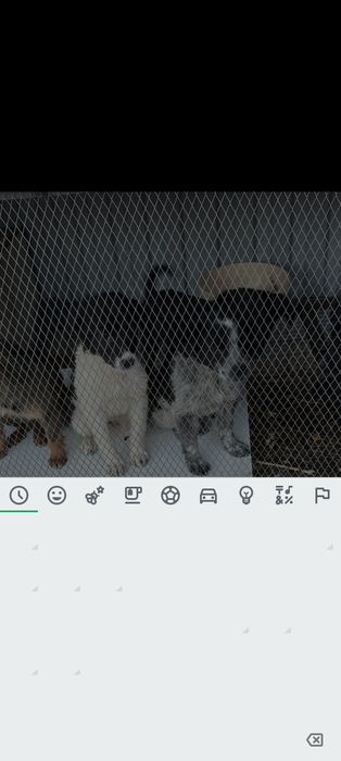 Продам ,отдам щенят в хорошие руки  мама охотник  короче метисы .