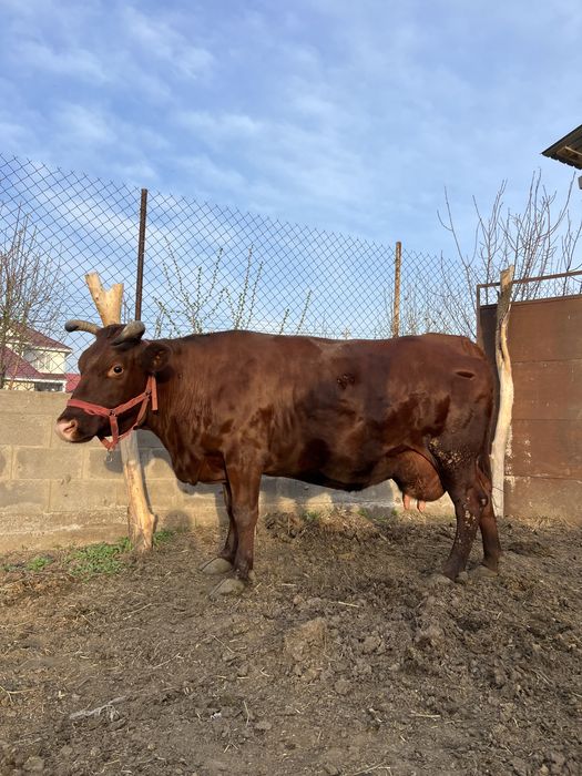Продам. Дойную, корову, 5 Отелов