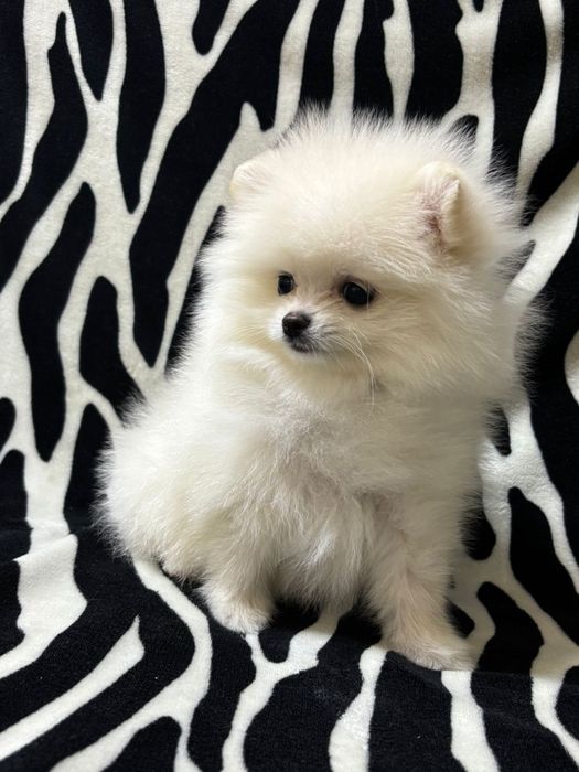 Шикарные шпицы мишки